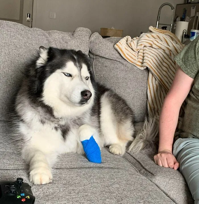 «Она облизывала свою раненую лапу, и мы завернули её. Никогда не видел ее такой недовольной».