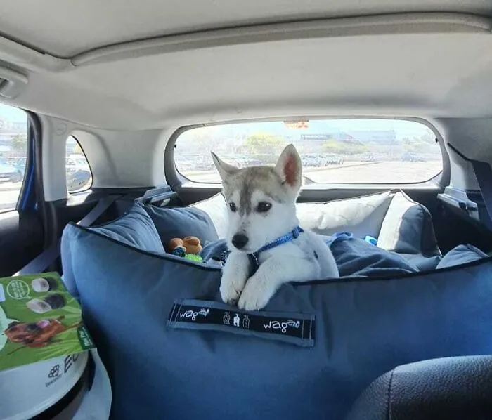 «Локи забирает домой свою новую кровать».