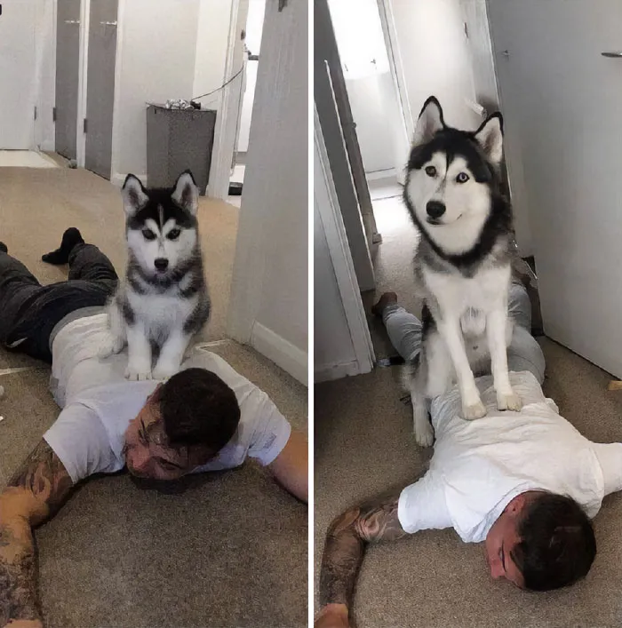 «Тоби большой и маленький. Общая черта: любит сидеть на владельце».