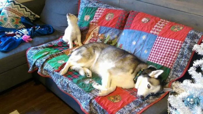 «У нас появился новый щенок хаски на Рождество. Кто-то был более обеспокоен, чем мы».