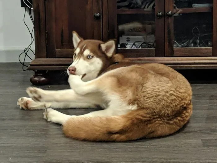 «Иногда нужно просто пожевать лапу».