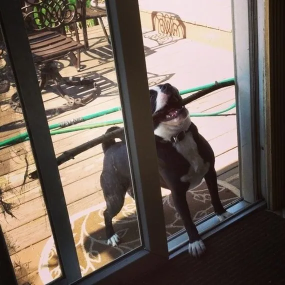 «А-а-а-а, мне нужна эта палка».