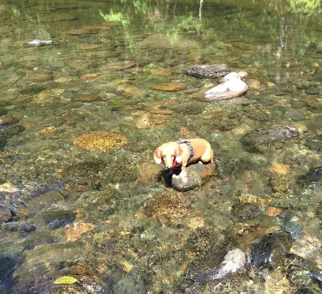 Трудно жить с короткими лапками. 