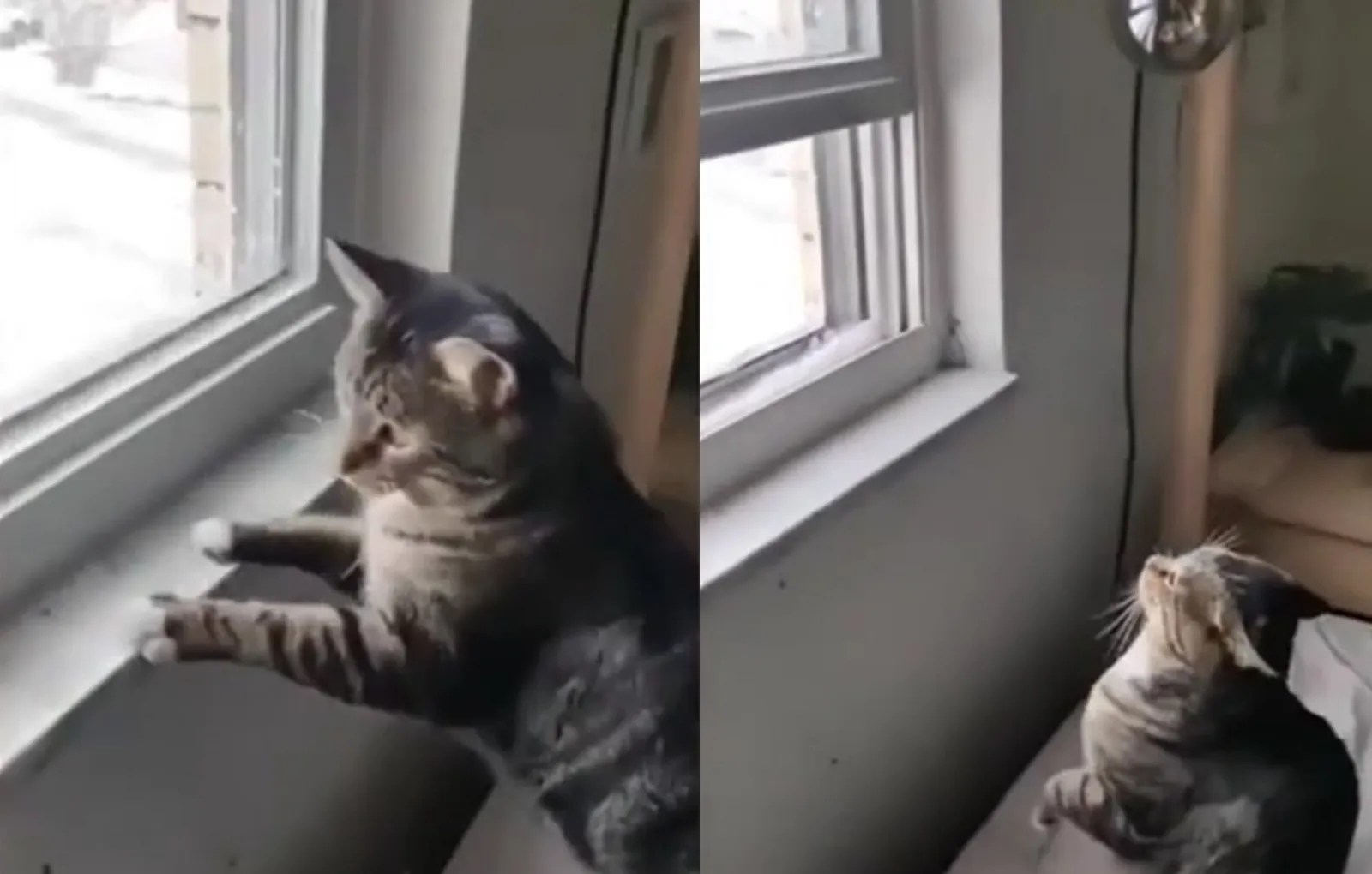 Закрыли кота на балконе зимой