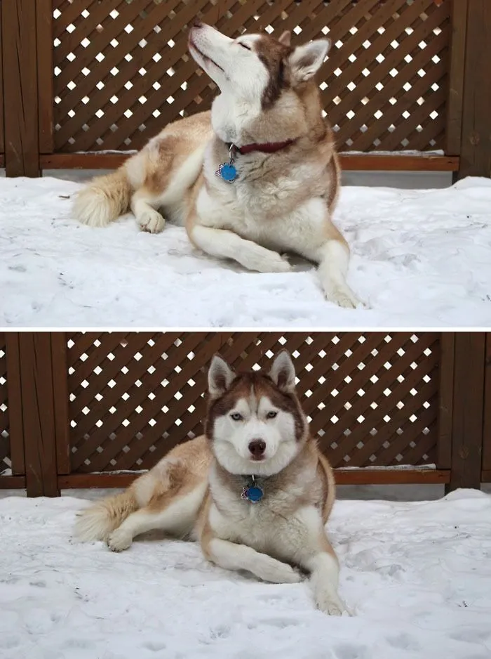 «Моя собака думает, что она модель».