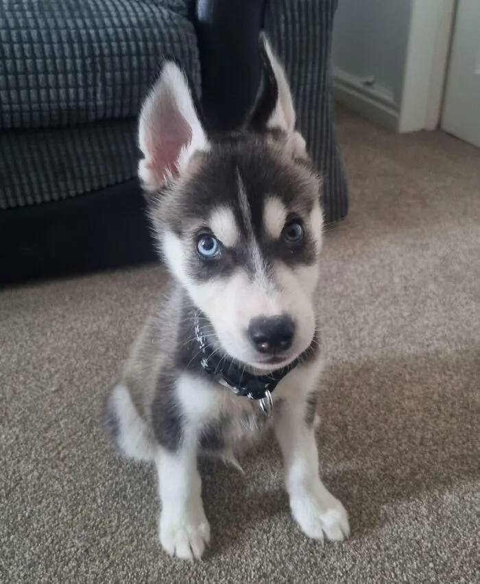 «Наш новый хаски!»