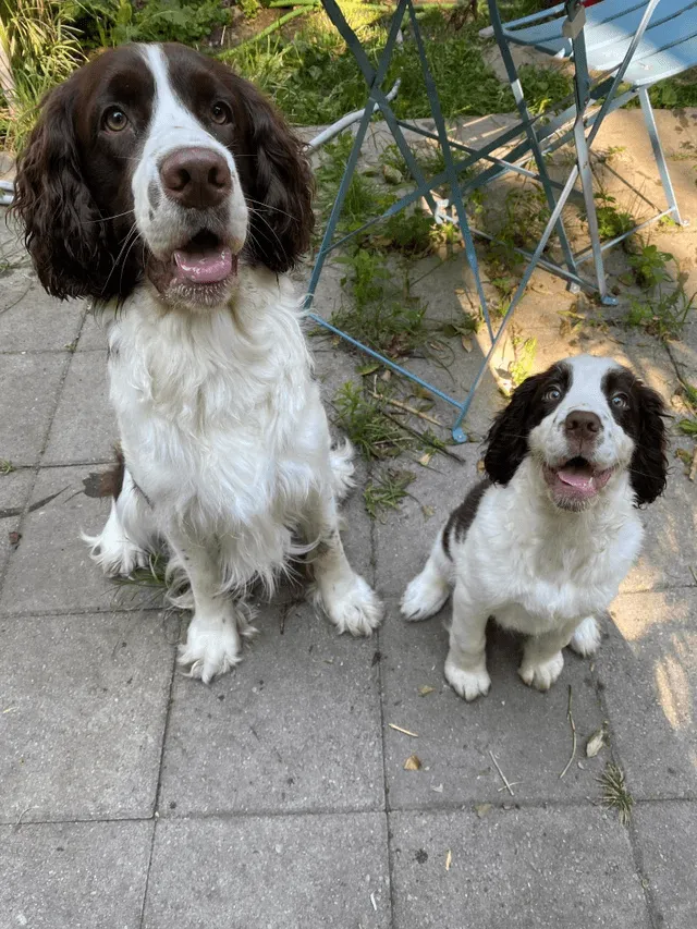 «У меня есть своя маленькая собачка!»