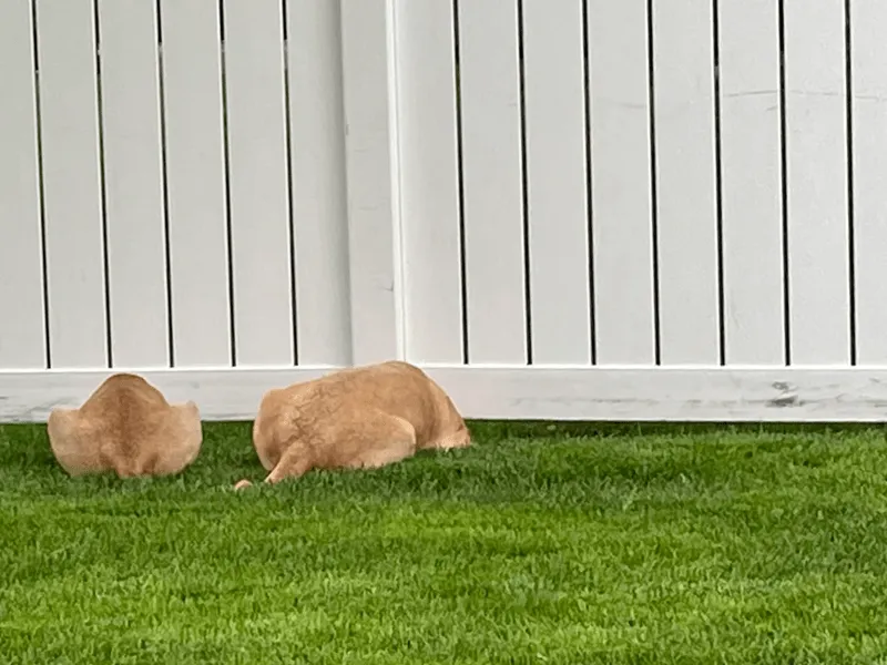 «У соседей появился новый щенок…»