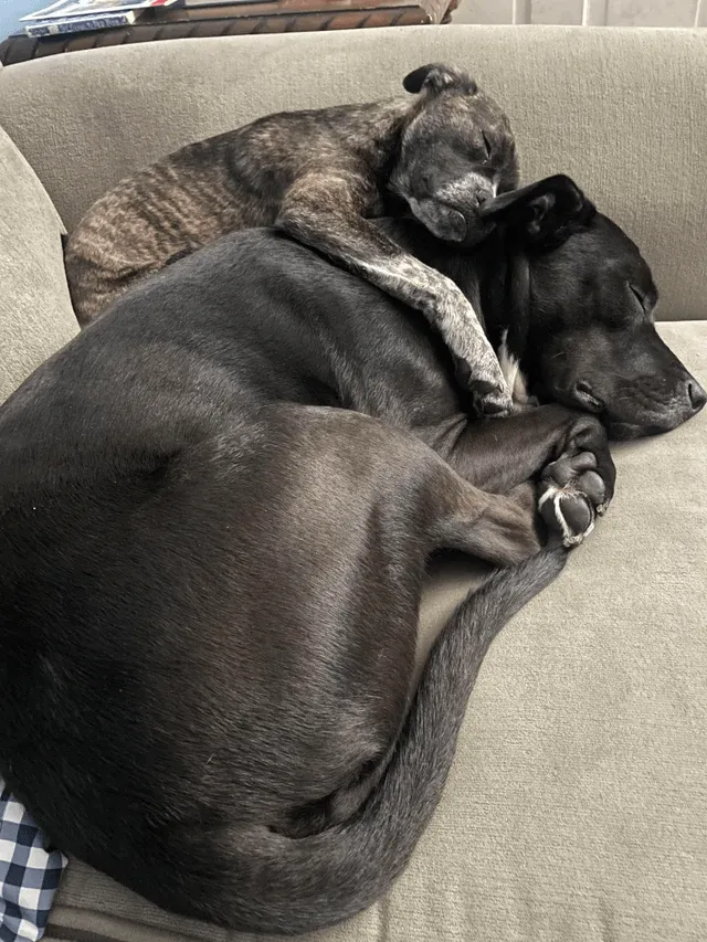 «2-летний Оуэн и его новая младшая сестра Зои».