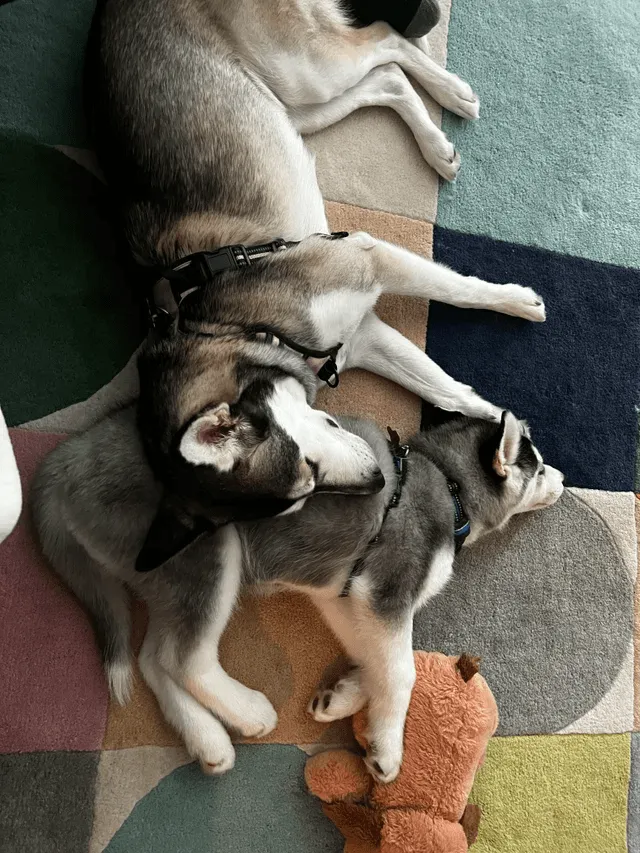 «Когда ты заводишь для своей собаки собаку, а она использует её как подушку».