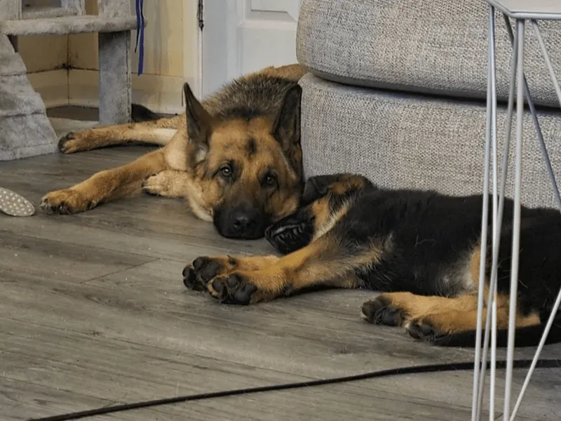 «Сонные друзья».