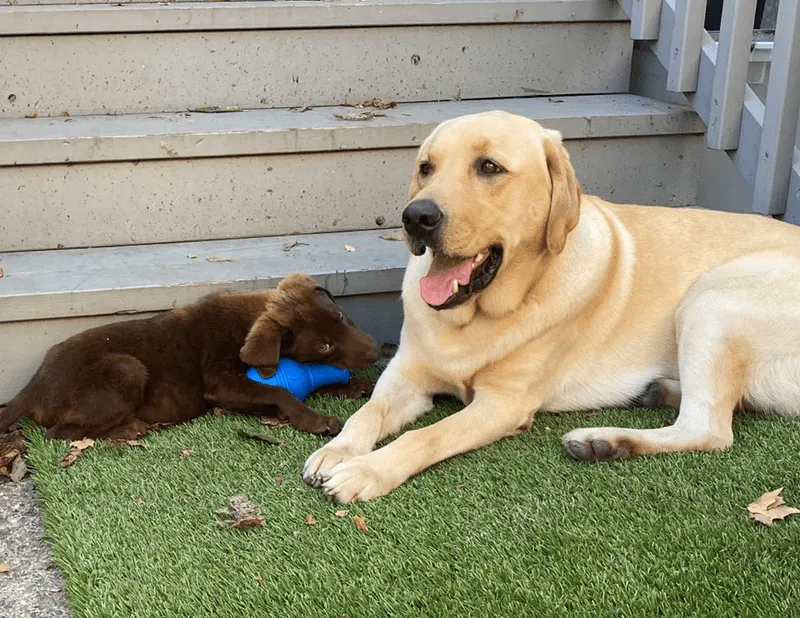 «Сегодня наш лабрадор получил шоколадного лабрадора. Рагнар и Ролло!».
