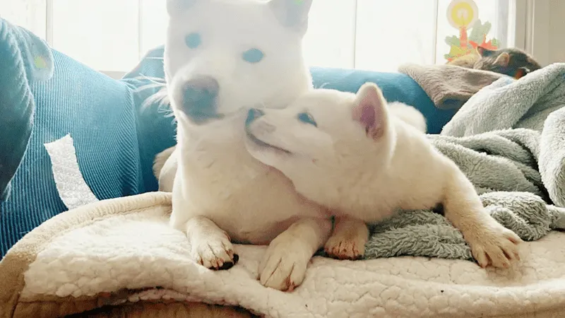 «Моти и Ринго».