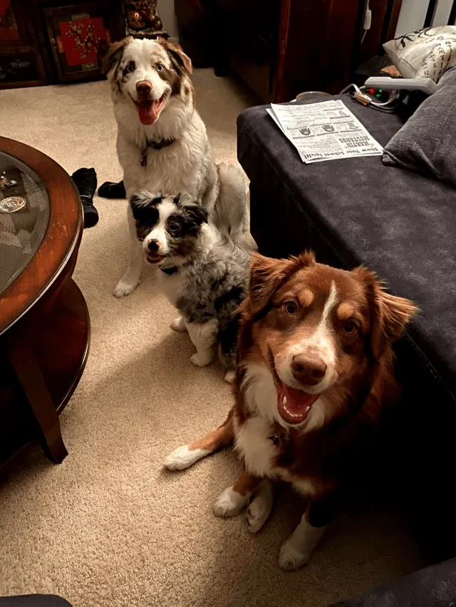 «Мои австралийцы получили младшего брата».