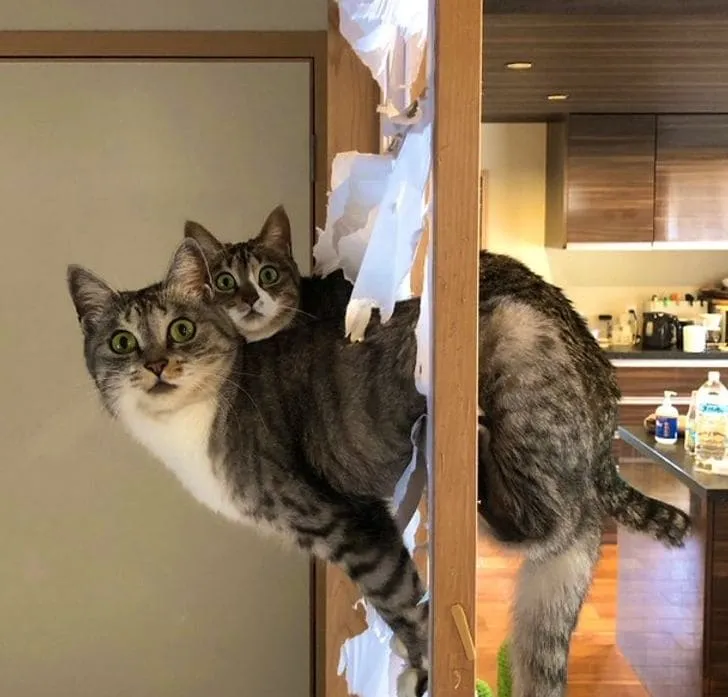 «Мам, ты не поверишь! Эта стена просто взорвалась».