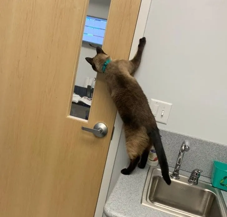 «Только мой кот так ждет своего ветеринара».