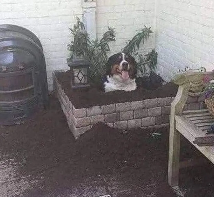 «Должен ли я полить этот цветочек водой?»