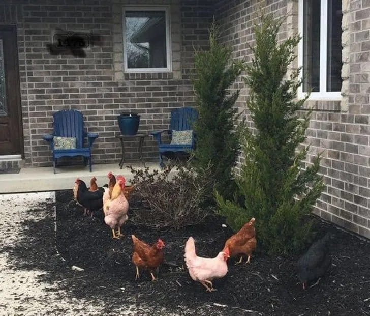 «Вернулся домой и увидел это. У меня нет кур».