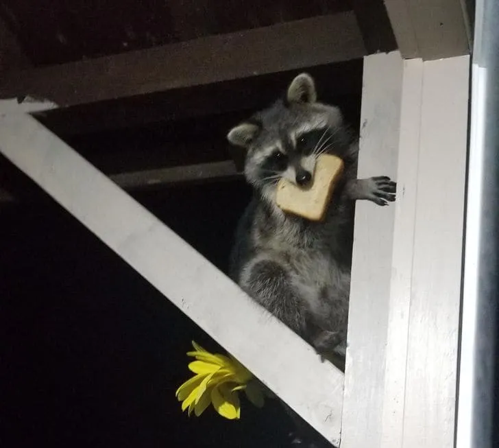 «Я был уверен в том, что хлеб, который я оставляю на улице, съедают птицы».