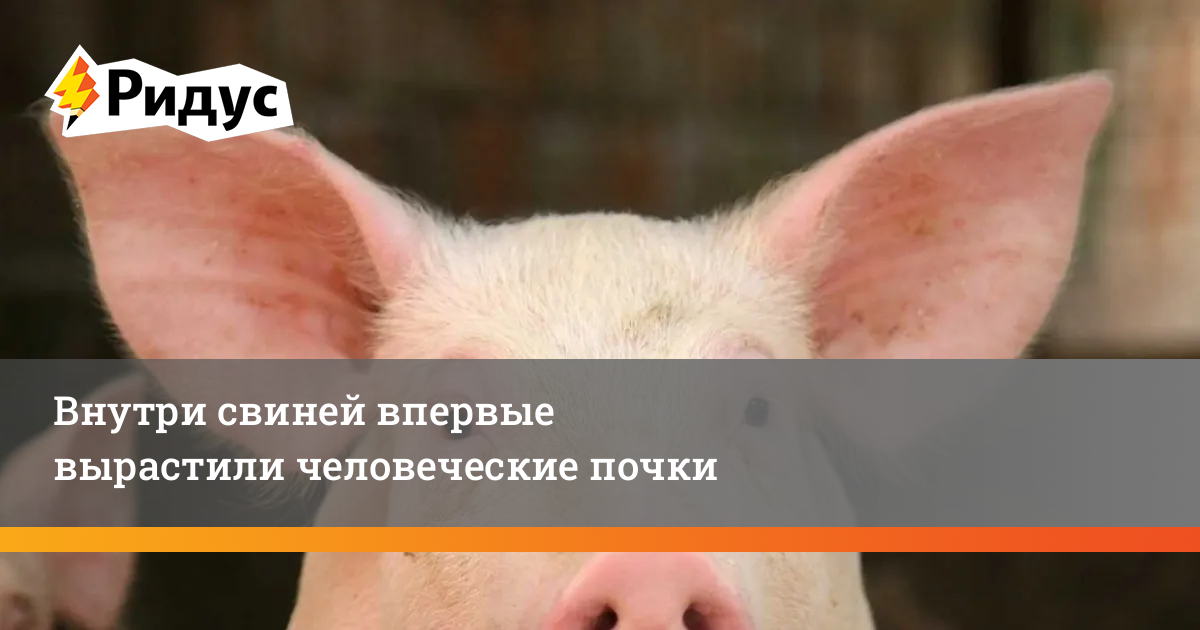 Пищеварительная система свиньи анатомия. Свинья внутри. Свинья внутри. Строение внутренних органов свиньи. Свинья внутри.