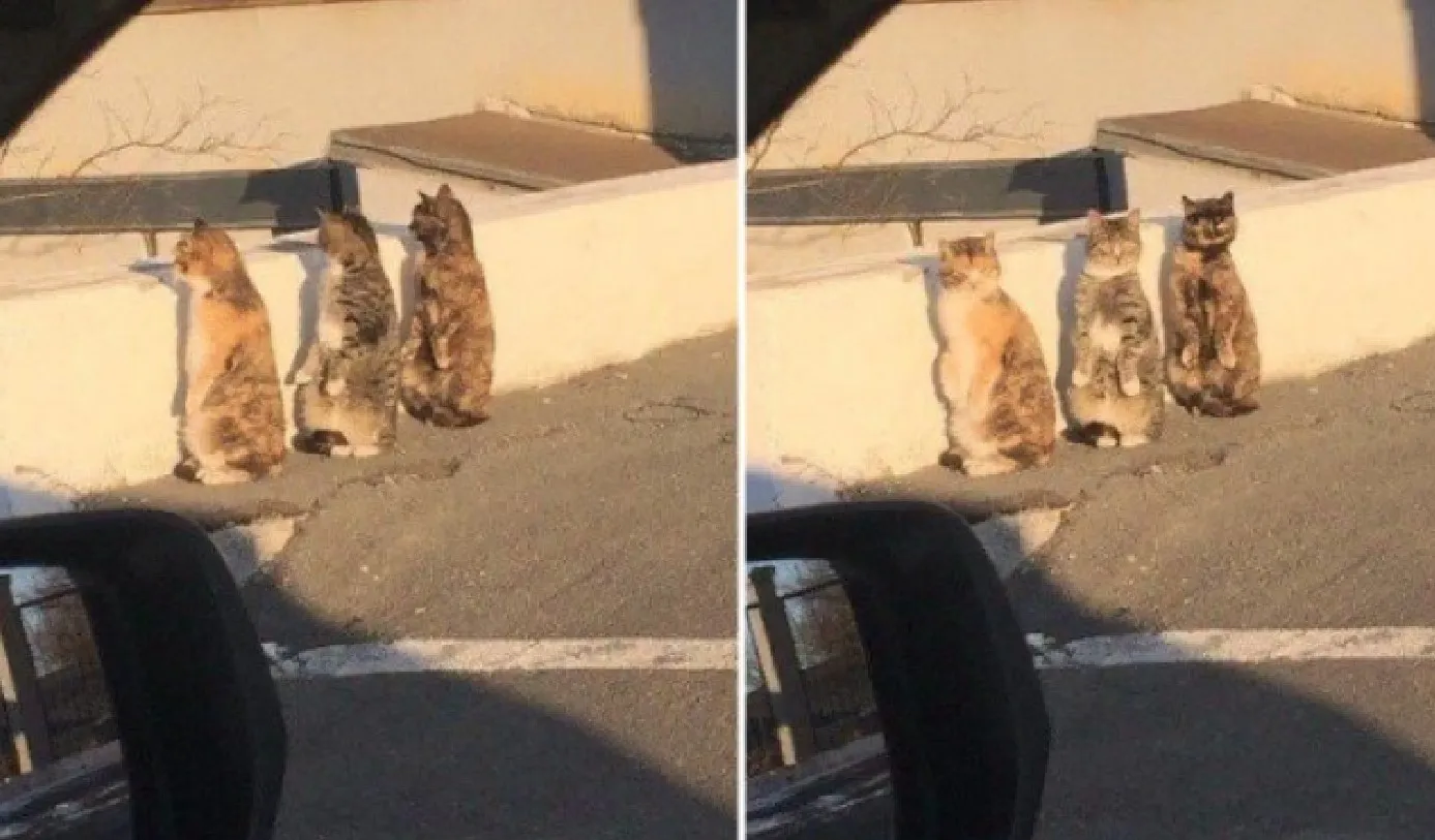 «Нет, мы не суслики».