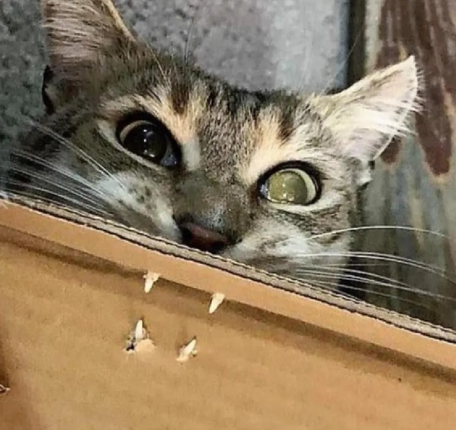 Мощный кусь.