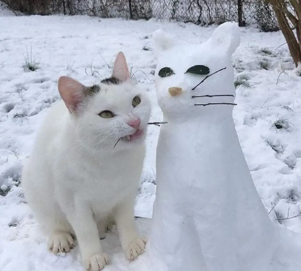 «Этот кот совсем не похож на меня».