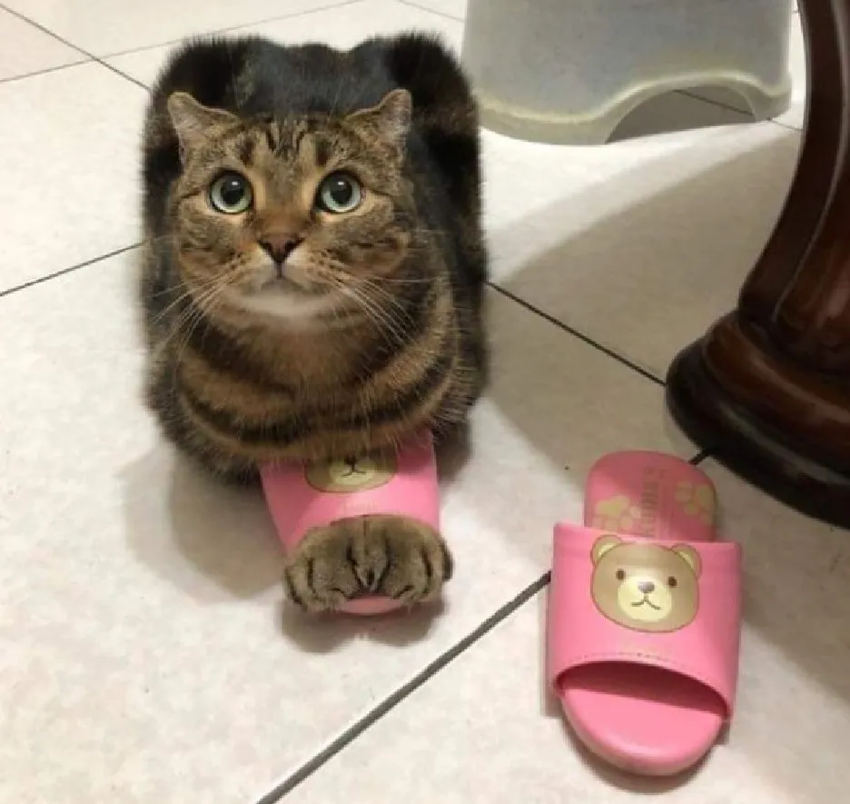 «Теперь это моя тапка».