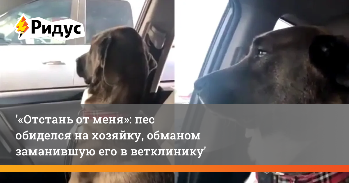 Невеста. Обманным путем заманили девушек. Тонны мандарины чебурашка кисловодск. Малком зенит. Обманули заманили.