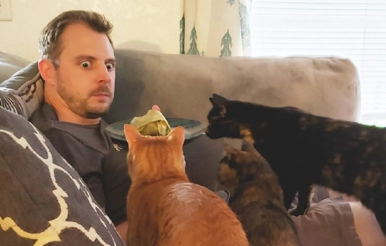 «Никогда не давайте своим кошкам кусочки сыра из вашего бутерброда, когда они маленькие. Потому что позже вы столкнетесь с этим». 