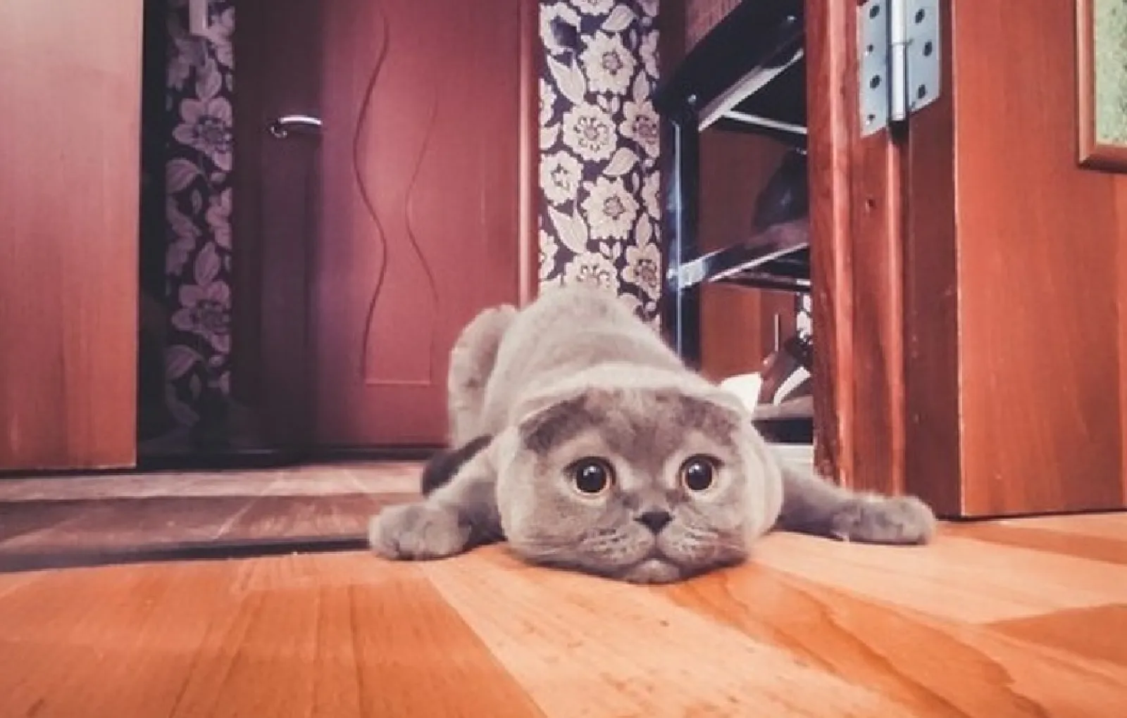 «Мы купили коту новый лоток с высокими бортами, потому что он любит выбрасывать наполнитель. Теперь он расстроен».