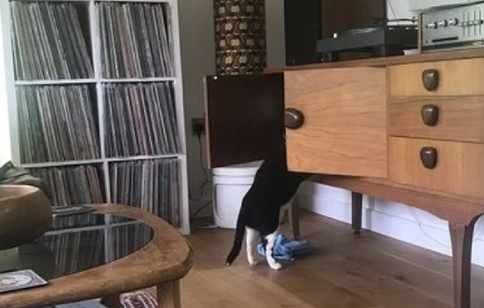 «Мой кот любезно предложил сегодня убраться в кое-каких ящиках и шкафах, пока я отдыхаю».