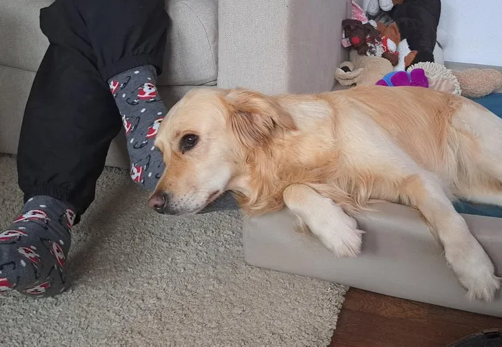 «Мой папа разрешает собаке, которую он «не любит», спать на своей ноге»