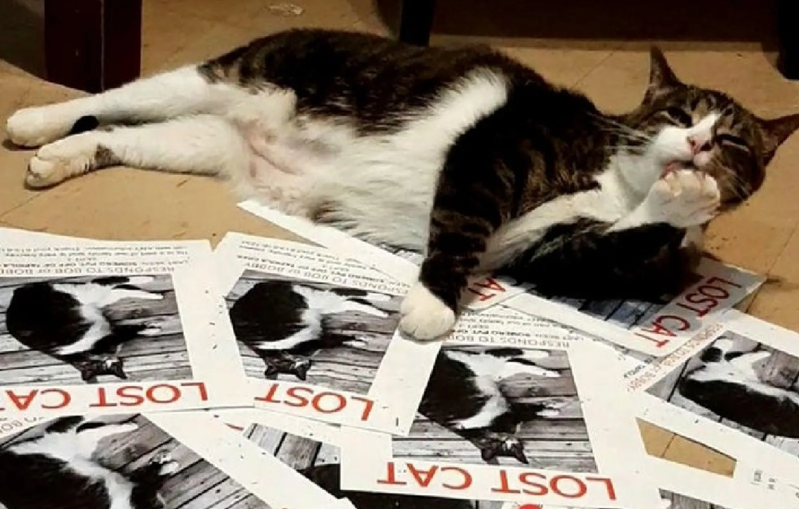 «Мы чуть с ума не сошли, разыскивая Боба, а он просто прятался в доме».