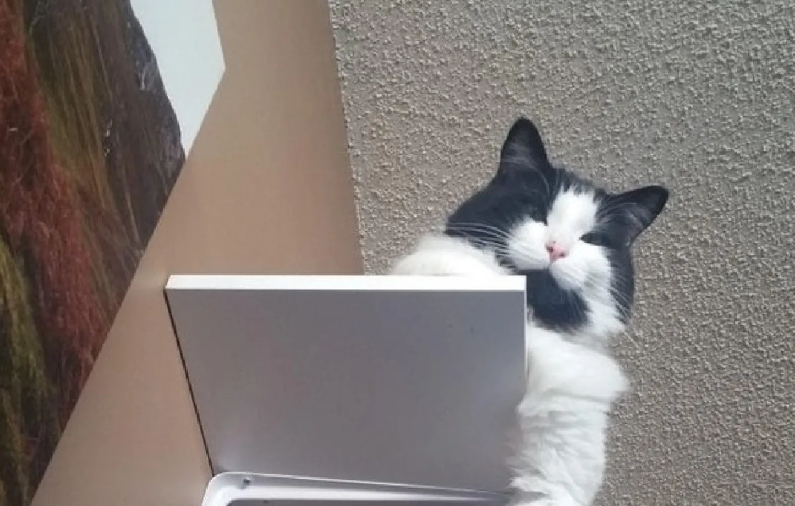 «Мой парень боится спать на своей половине кровати, потому что наш кот Зигмунд часто прыгает прямо ему на лицо посреди ночи».