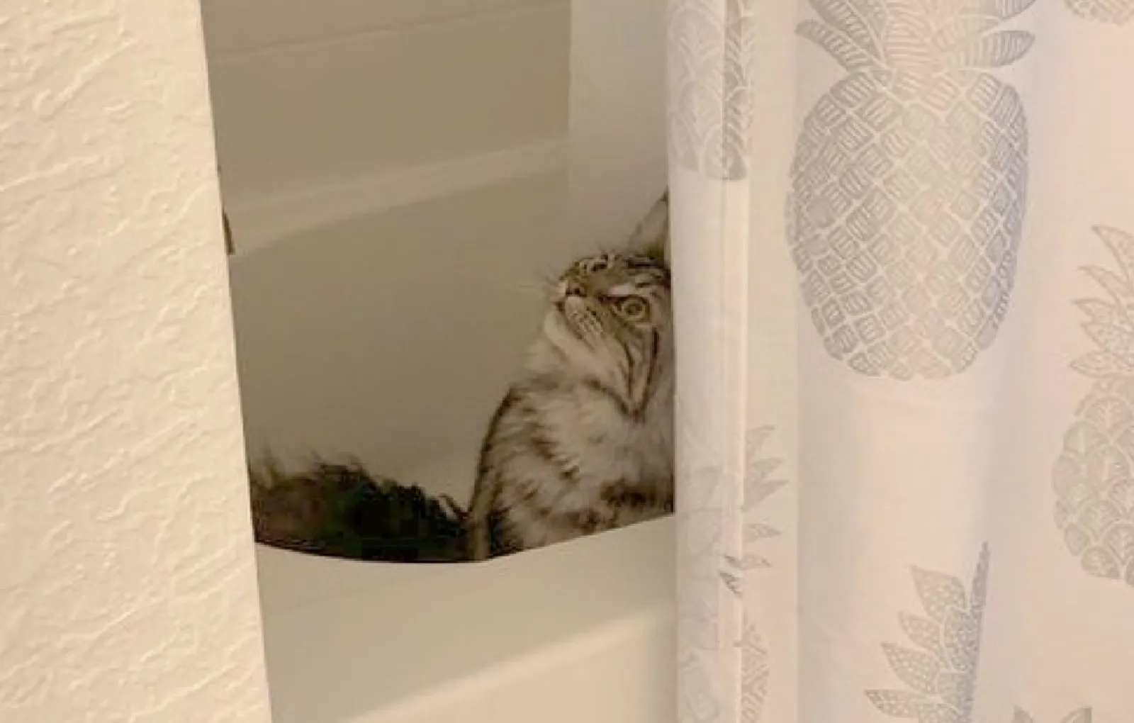 «Бенни недавно узнал, что акустика в душе усиливает его голос. Его концерты начинаются в четыре утра и продолжаются до тех пор, пока не проснутся все в доме».