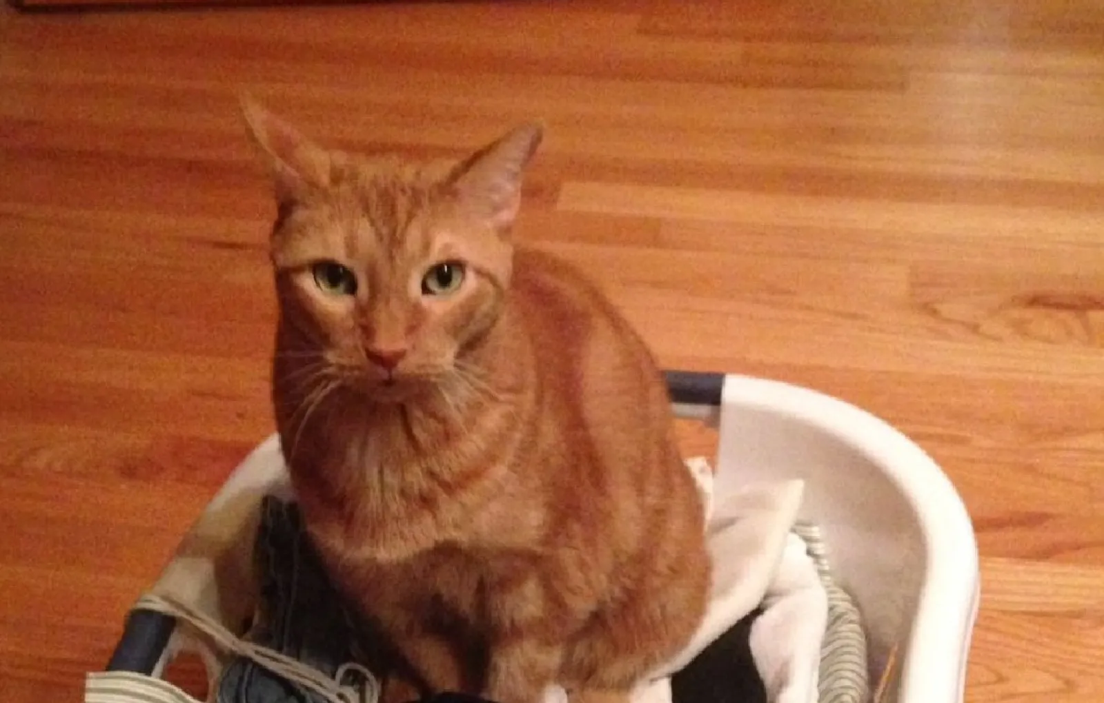 «Ему нужно было сесть именно на чистое белье».