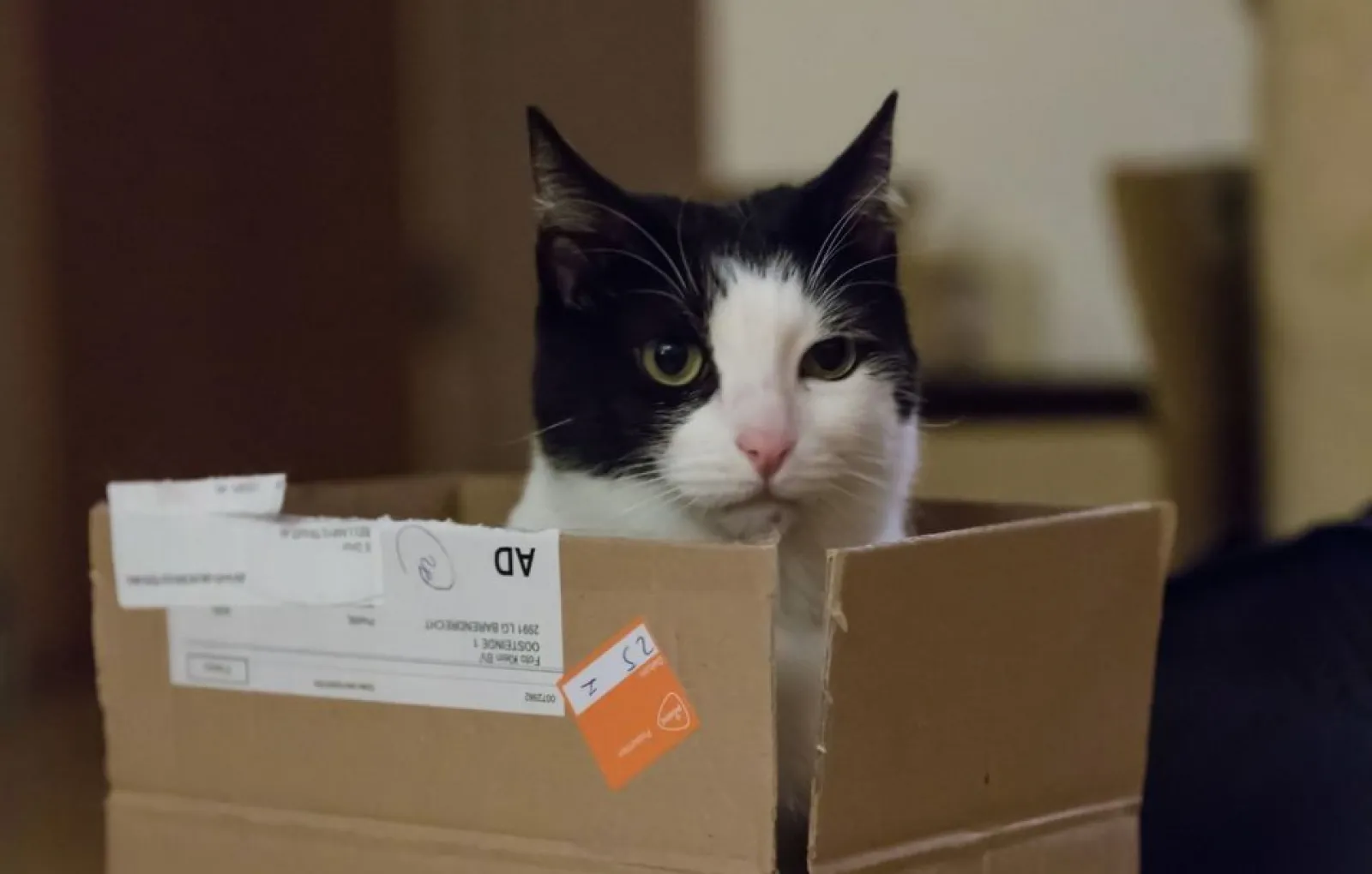 «Мой кот жутко недоволен, когда я выбрасываю коробки».