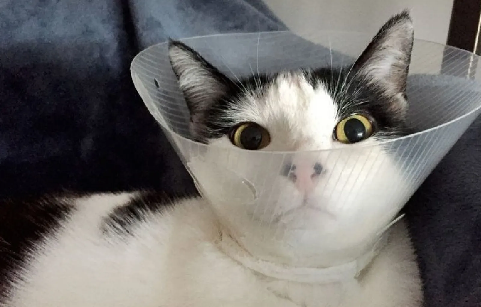 «Она не даст мне забыть об этом конусе».