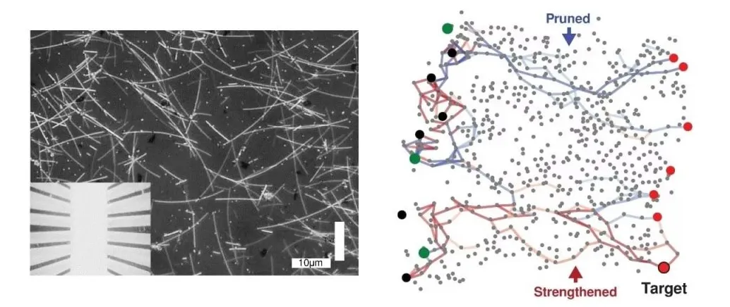 Связи в нанопроволоке формируются точно так же, как в наших нейронных сетях.