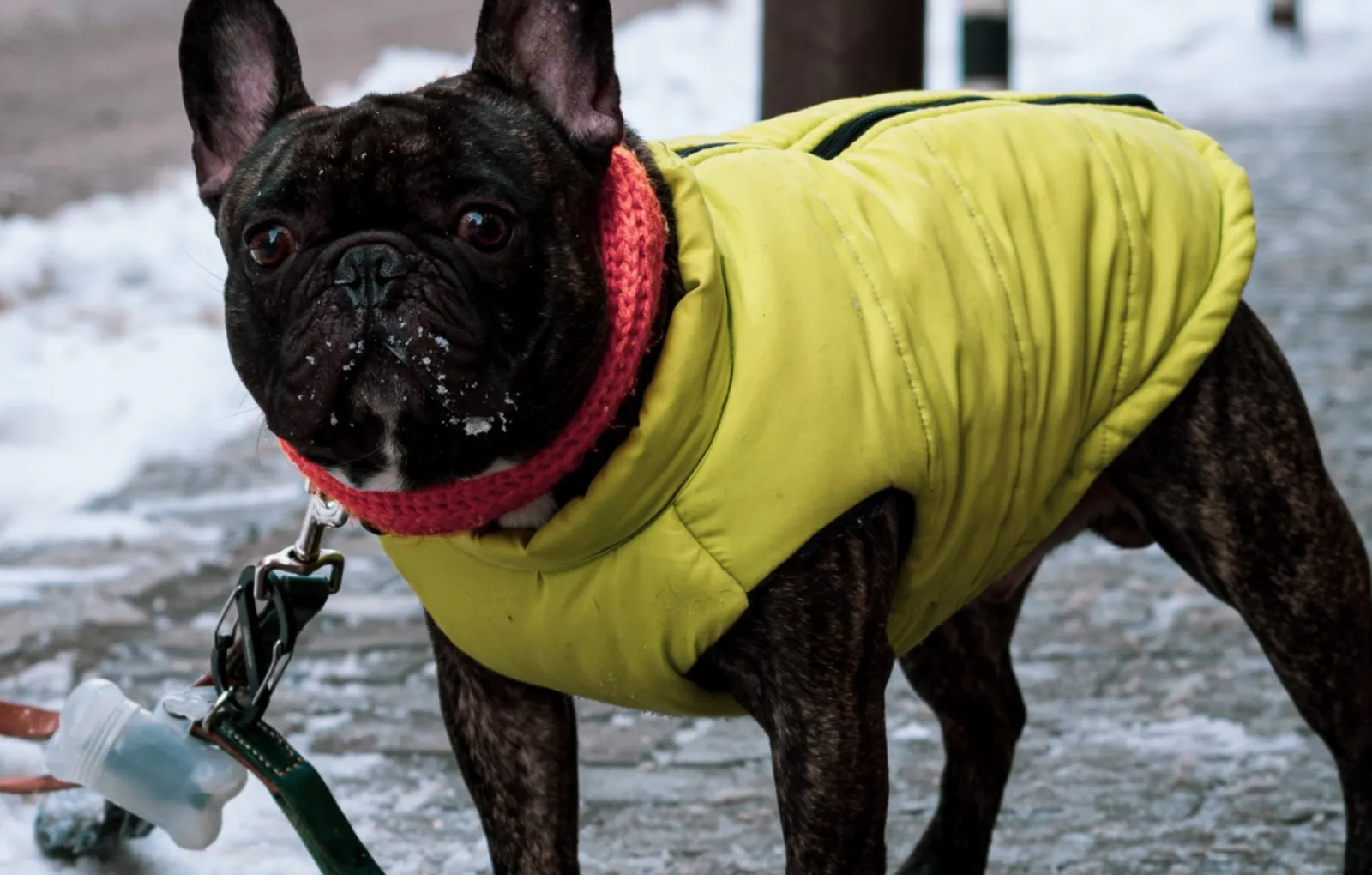 Защитите питомца от охлаждения