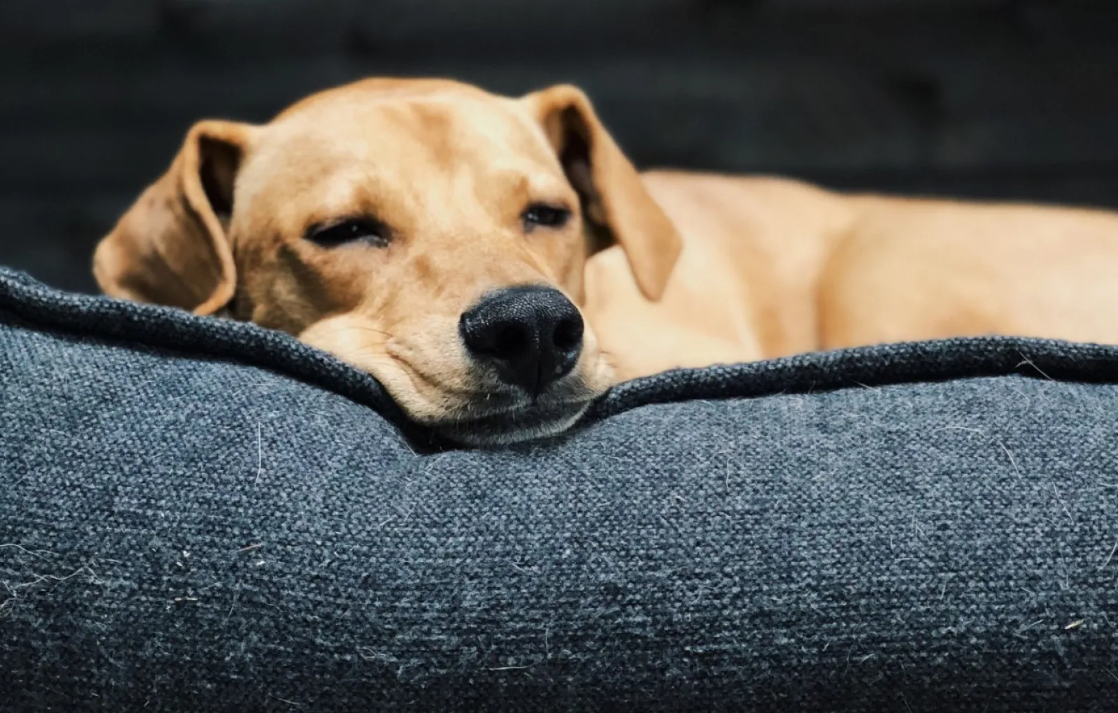Создайте для собаки теплое спальное место.