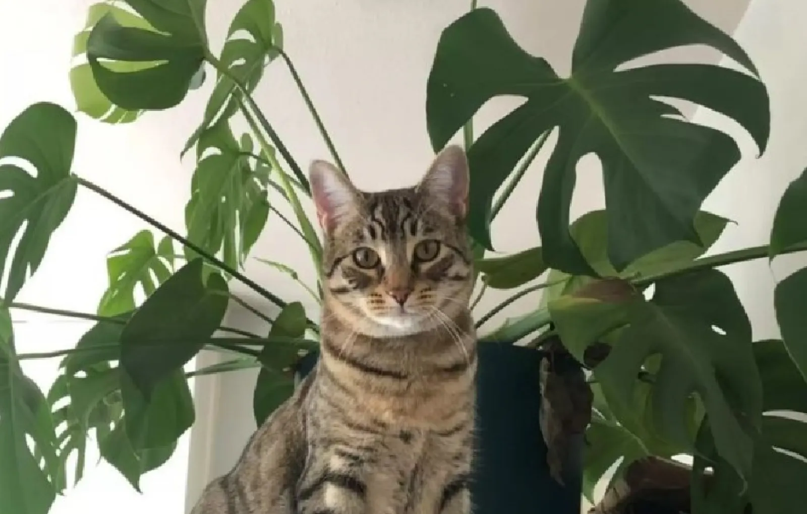 Кот Цеппелин.