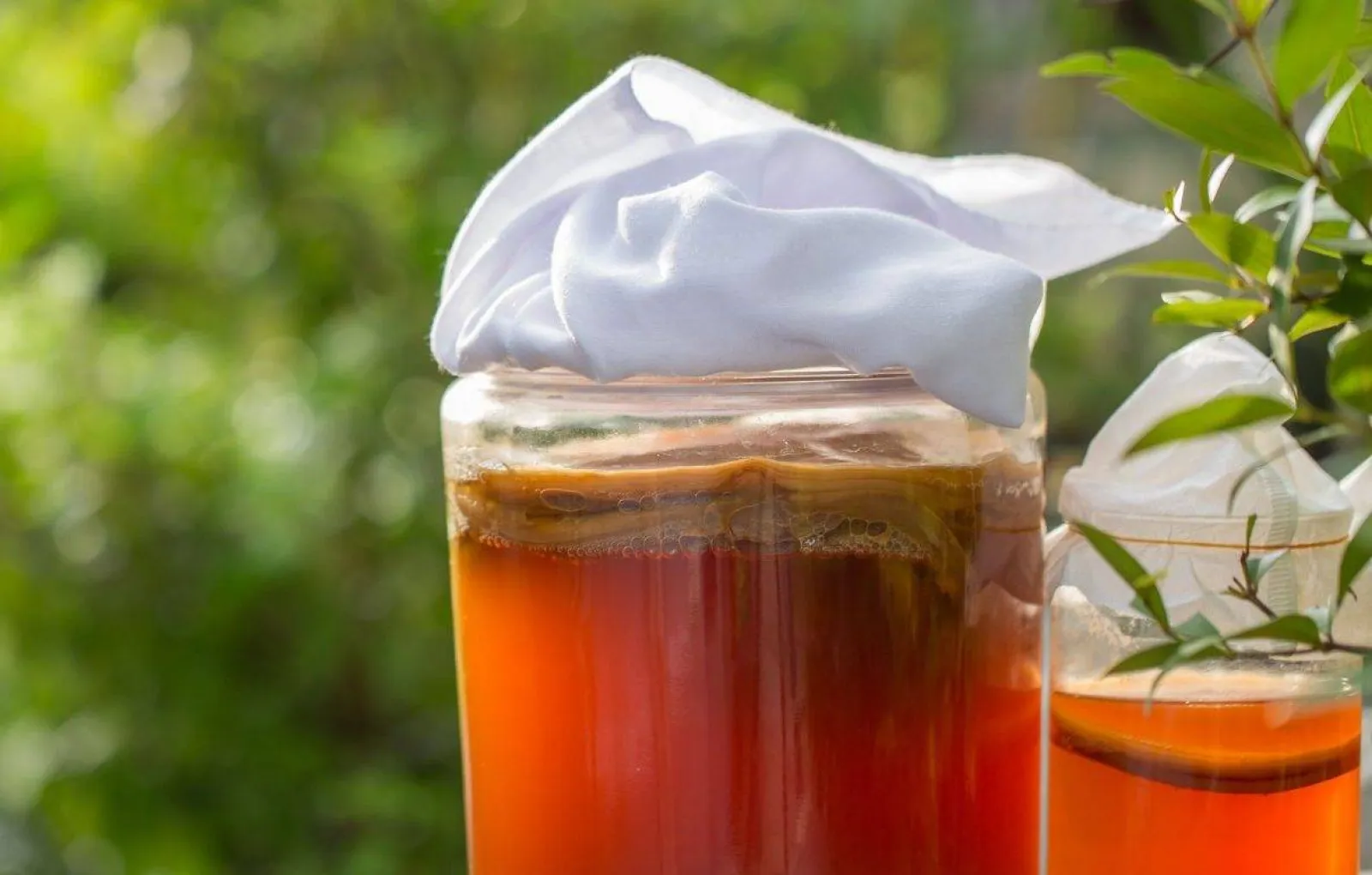 Чайный гриб - комбуча. Живой чайный гриб комбуча. Чайный гриб. Чайный гриб полезные свойства. Чайный гриб чаевик.