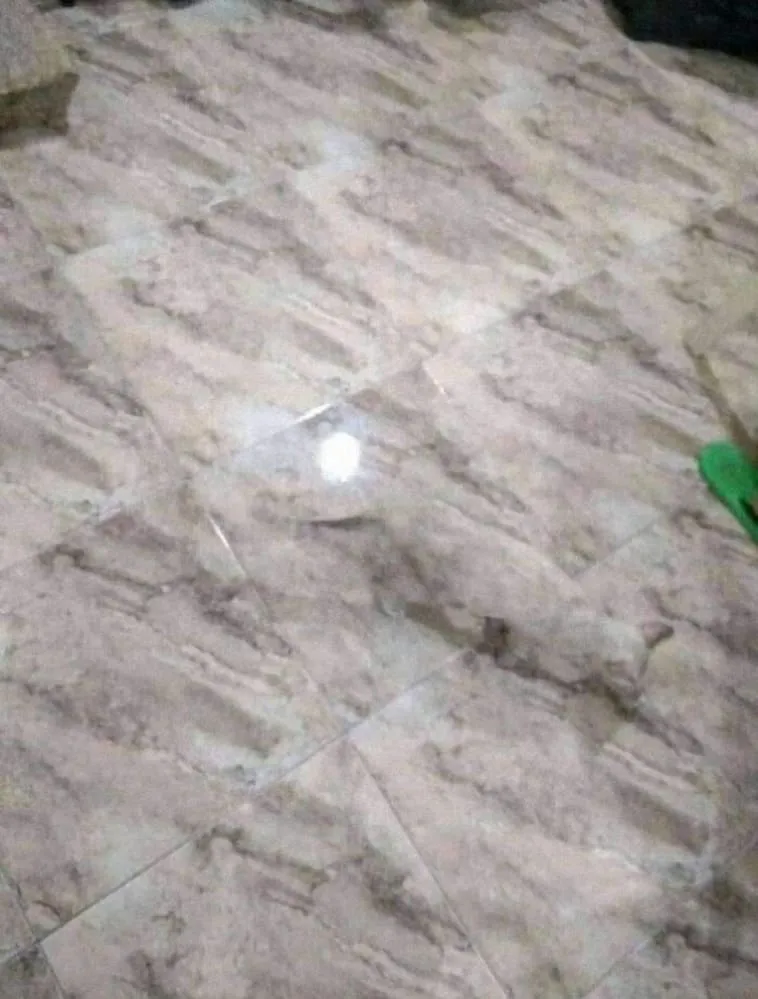 С таким котом по кухне лучше не ходить, а летать.