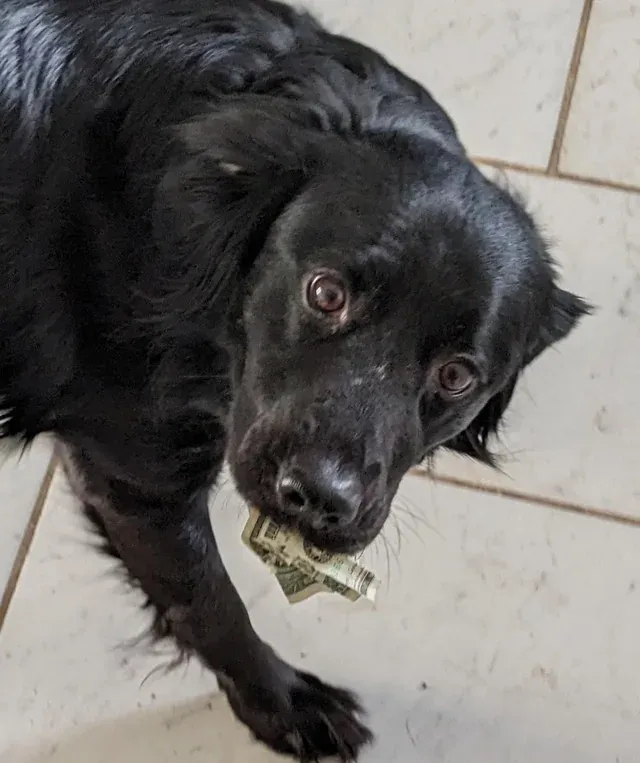 «Она очень любит деньги. Это не первое правонарушение».