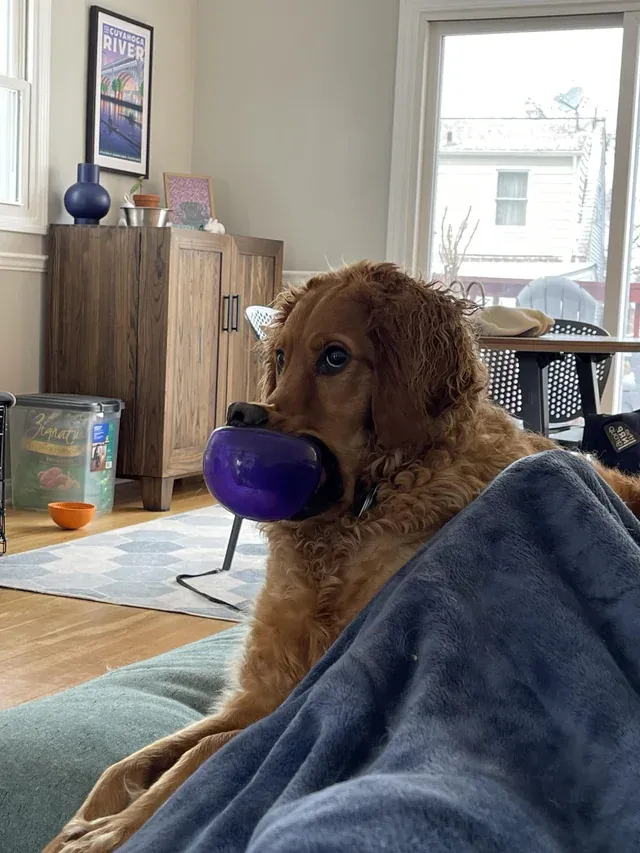 «Никаких мыслей, только гибкий нос».