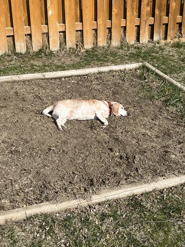 «Я поклялся, что больше не буду сажать бигля в этом году».