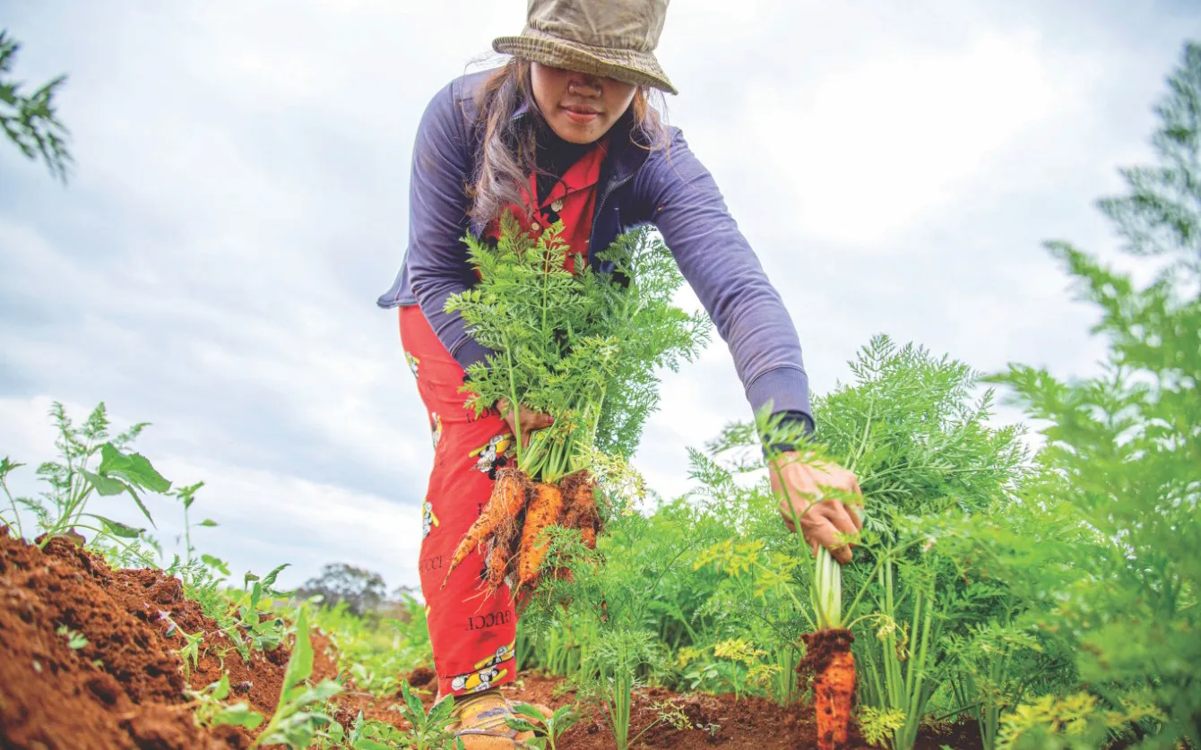 Садоводство.