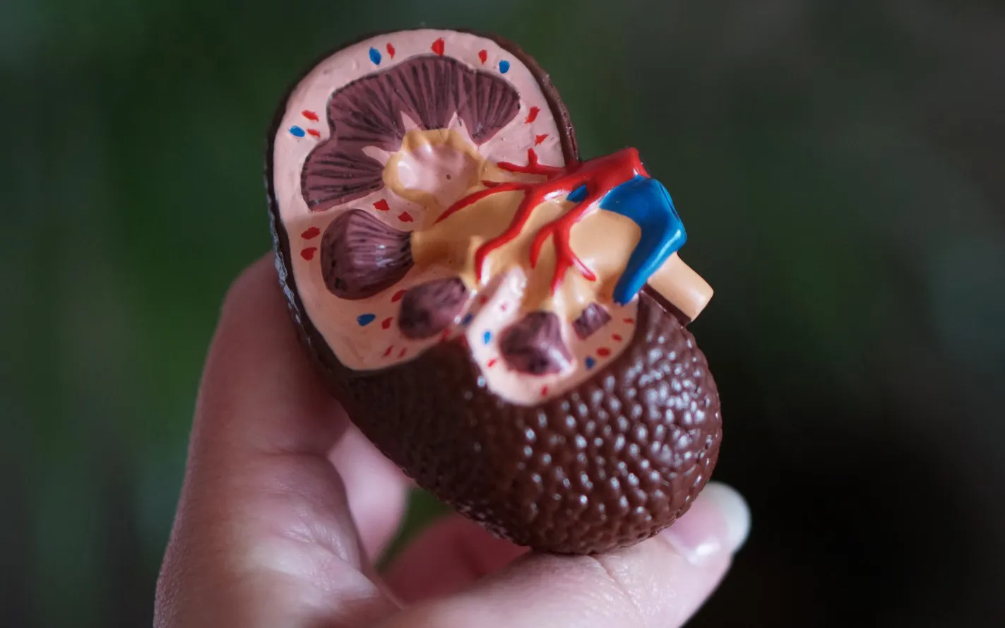 Модель почки.